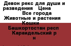 Девон рекс для души и разведения › Цена ­ 20 000 - Все города Животные и растения » Кошки   . Башкортостан респ.,Караидельский р-н